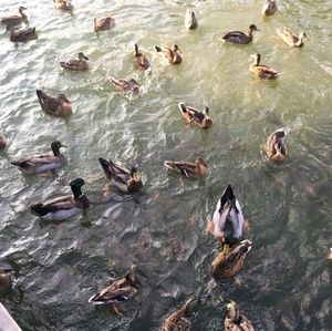 Meet your Posher, Dora